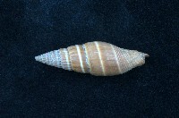 藏品(黑筆螺)的圖片